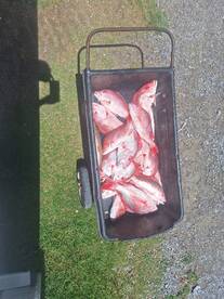 Fire snapper bite