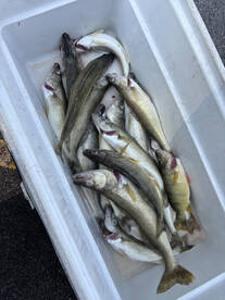 Saginaw Bay walleye trolling