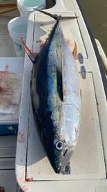 West Bay Report Photo 2