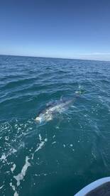 Faro Report Photo 1