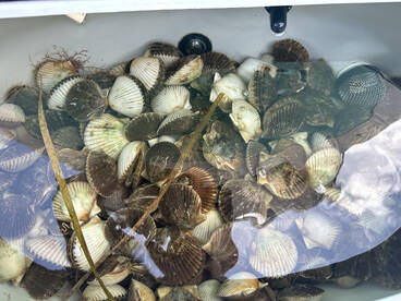 Apalachicola Report Photo 1