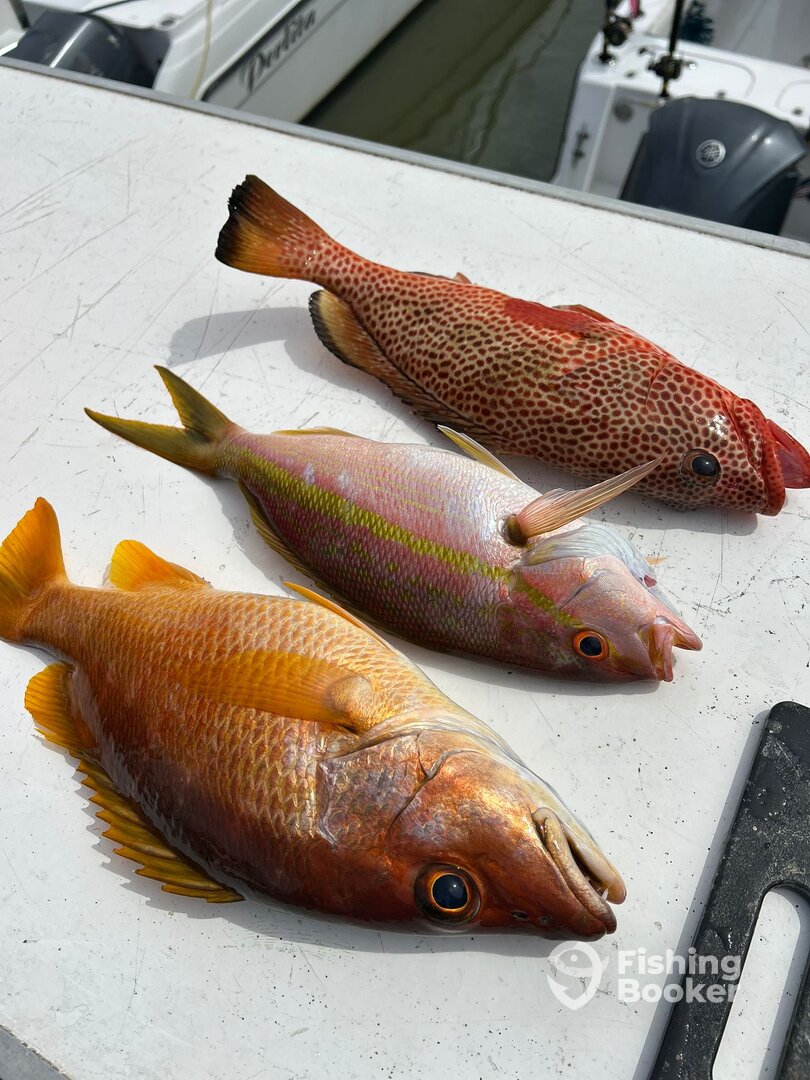 Fajardo Report Photo 0