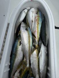 Oceanside Report Photo 2