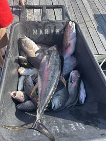 Indian River Inlet Report Photo 2