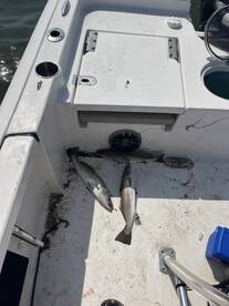 Croakers are catching big trout