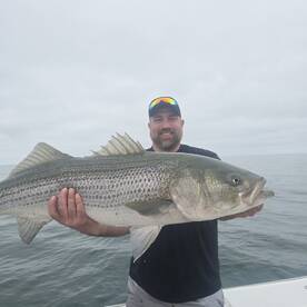 Big bass sharks seabass and scup