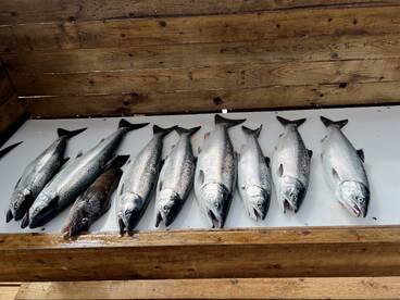 Pink and Coho maddness