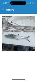 Big Pine Key Report Photo 1