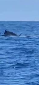 Marlin fishing is heating up in OCMD