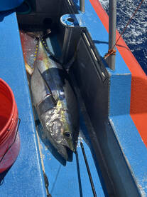 yellow fin tuna are here .
