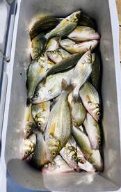 175 White Perch & Crappie morning 