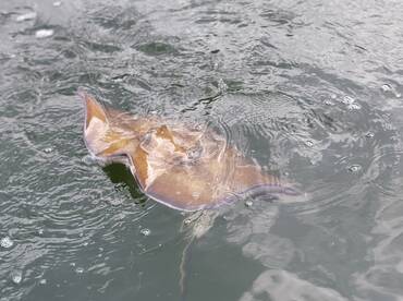 Inshore fishing!