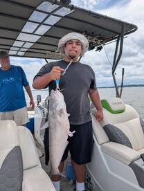 Blue cats are hungry striper are picking