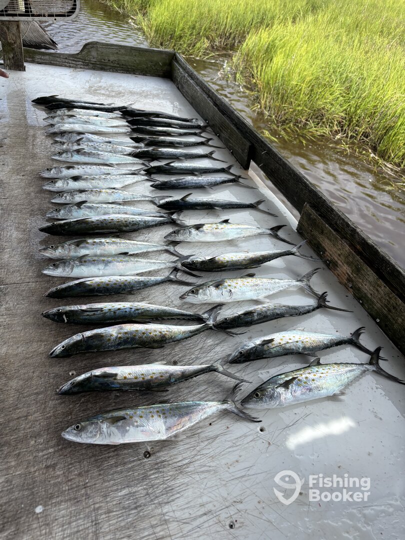 Calabash Report Photo 0