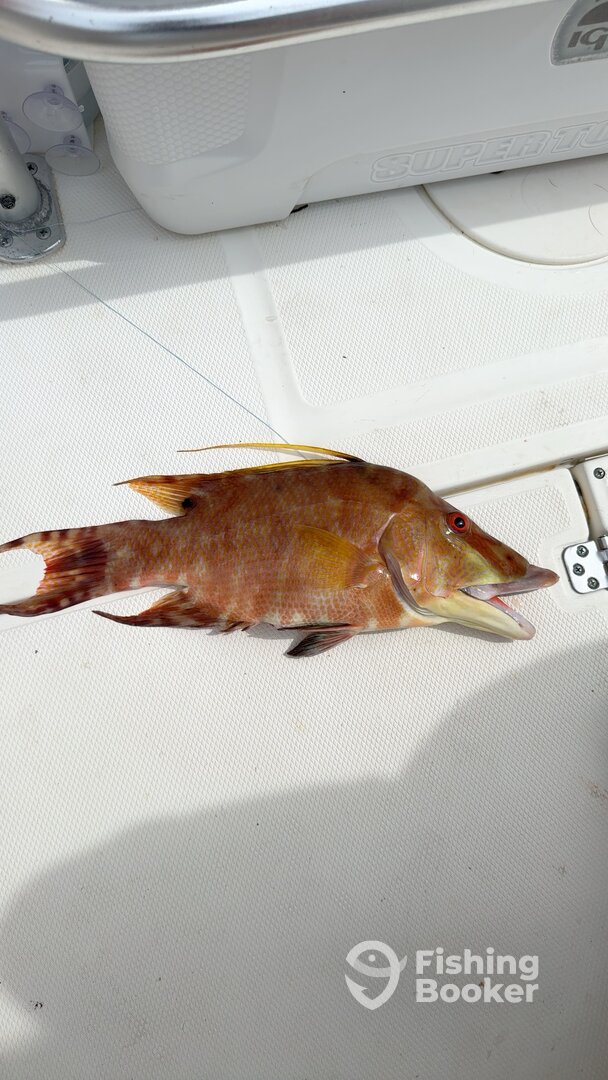Big Pine Key Report Photo 0