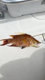 Snapper time florida Keys