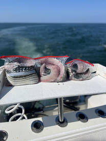 Fresh striped bass for dinner