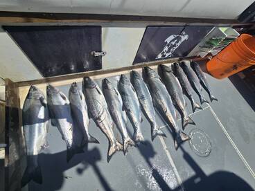 Salmon fishing is at its peak!!