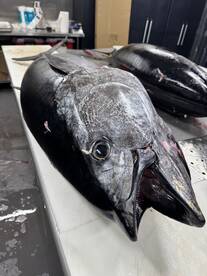 Catalina Island Report Photo 2