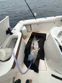 Big Bluefin biting!
