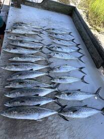 Spanish mackerel