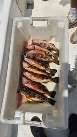 Ponta Delgada Report Photo 3