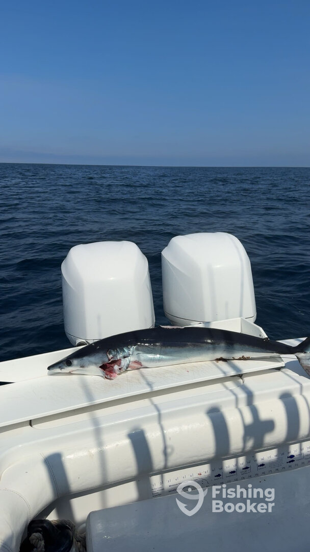 Dana Point Report Photo 0