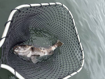 Wide open bay fishing!