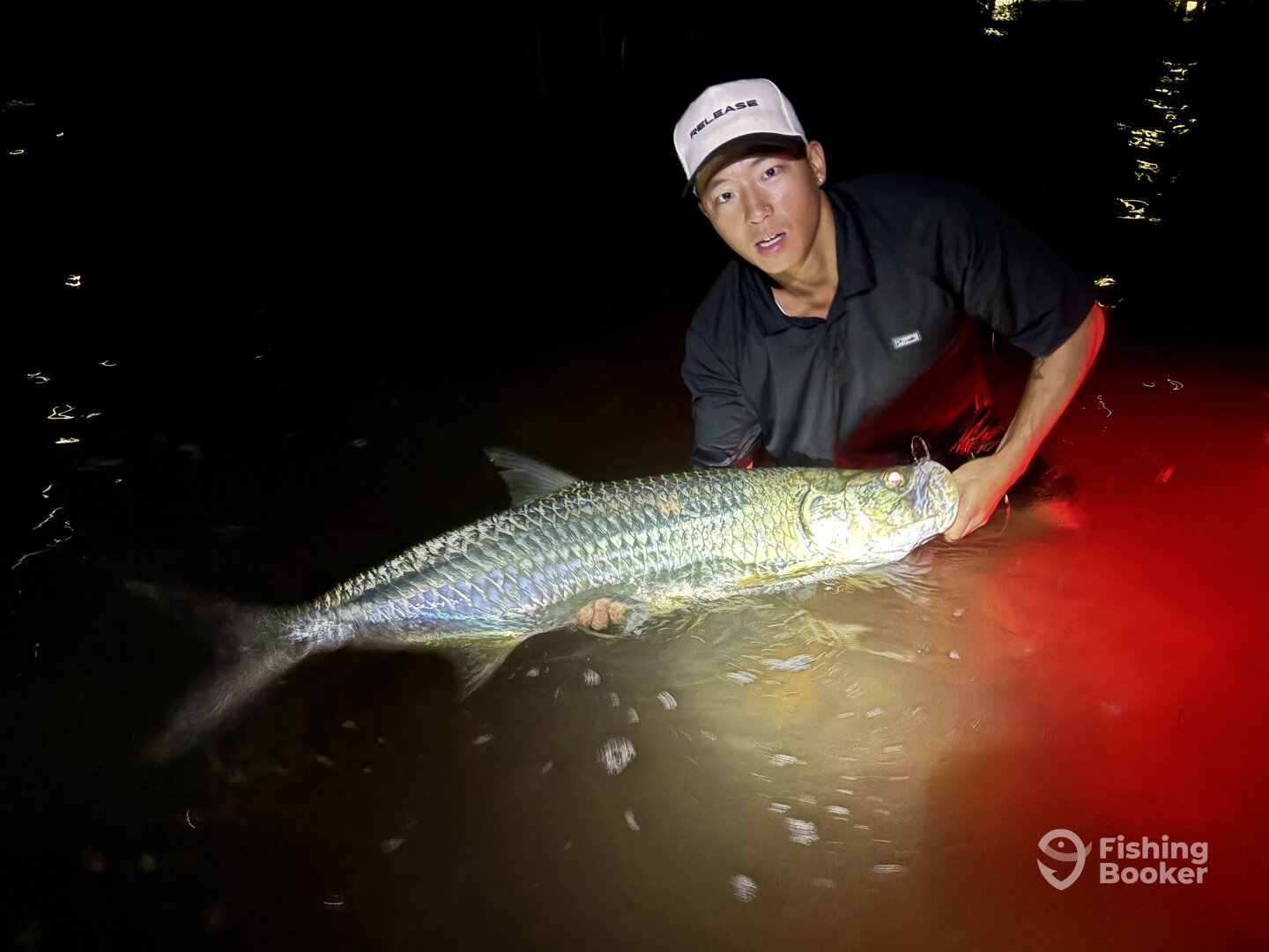 This Tarpon also ate a live Mullet.
