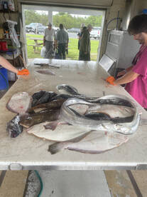 Indian River Inlet Report Photo 1