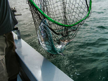 Vancouver Island Report Photo 2