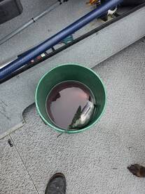 Ocean Salmon are a blast!