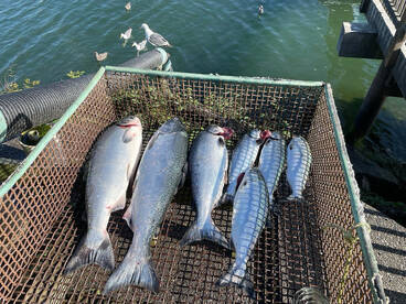 Gold Beach Report Photo 3