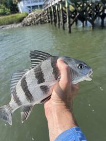 Small drum been hungry