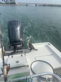 Snappeers on the flats 