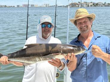 Cobia 