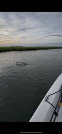Pawleys Island Report Photo 1
