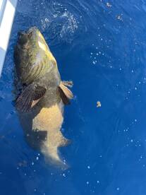 Trophy Goliath Grouper