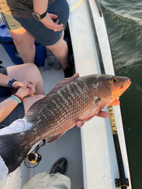 Pinellas County Report Photo 2