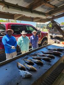 Redfish showing up in Shell Beach, Louis