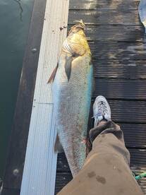 Corvina rio tejo