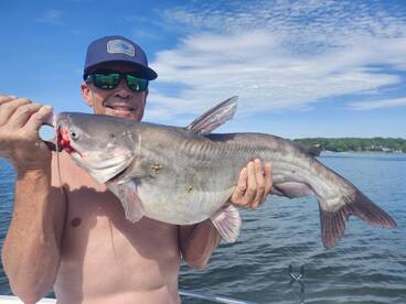 Solid Blue Catfish