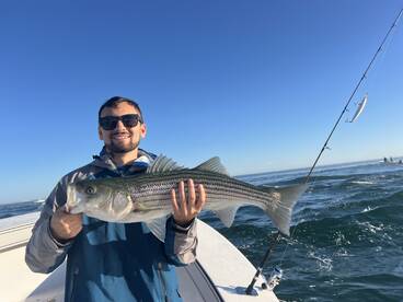 Striped bass 
