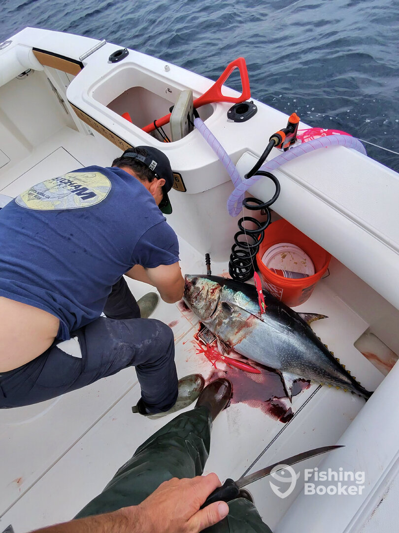 Catalina Island Report Photo 0