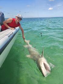 3hr shark trips 