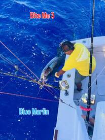 Marlin catch & release 225lbs