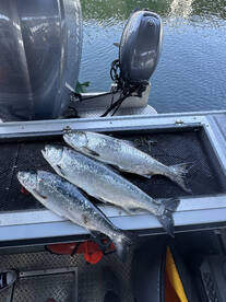 Edmonds Report Photo 4