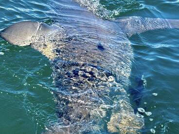 Gulf Breeze Report Photo 2
