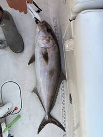 Gulf Breeze Report Photo 2