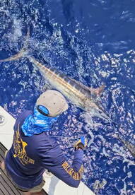 180lb Blue Marlin T&R